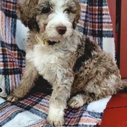 Aussiedoodle Puppies from RiverCity Doodles