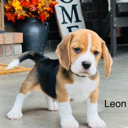 Leon - Black tan and white male Beagle puppy in Mansfield, Missouri from Rippee Creek Kennel