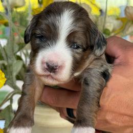 Iron man - Merle male Bernedoodle puppy in Yuciapa, California from AlltheDoodlez_
