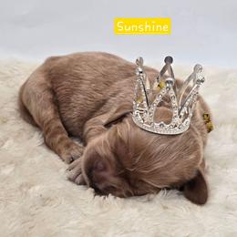 Sunshine - Apricot female Goldendoodle puppy in Neillsville, Wisconsin from Granton Creek