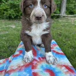 Boy 3 - Red tri-color male Australian Shepherd puppy in Hillsboro, Illinois from Perfect Paws Puppies