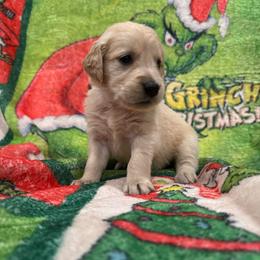 Miss Rue Who: White Collar - Golden female Golden Retriever puppy in Monterey, Tennessee from Lawson’s Green Acres Goldens and Mini Dachshunds