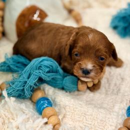 Skye - Red female Cavapoo puppy in Apple Valley, California from Fletcher Fuzzy Friends