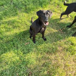 Max - Labrador Retriever