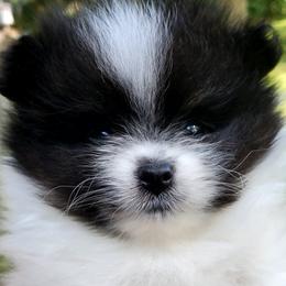 Buster - Black parti male Pomeranian puppy in Forsyth, Illinois from Amazing Grace Pomeranians