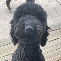 Goldendoodles from Valley View Doodles