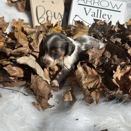 Blue and tan pie - Piebald male Dachshund puppy in Spicer, Minnesota from Arrow Valley