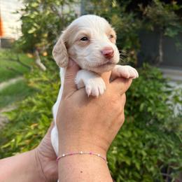 Fiona - Piebald female Dachshund puppy in Wichita Falls, Texas from Long Dogs in The Falls