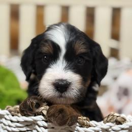 Zoro - male brown collar - Tri-color male Bernedoodle puppy in Yuciapa, California from AlltheDoodlez_