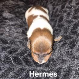 Hermes - Piebald male Dachshund puppy in Sibley, Missouri from Weiner Warriors