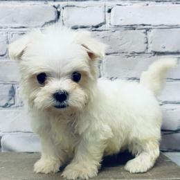 Mackson TEACUP - White male Maltese puppy in Monticello, Iowa from Ashley’s Puppies
