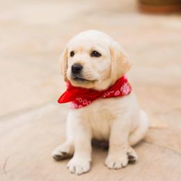 Labrador Retriever Puppies from Sugarpine Labradors