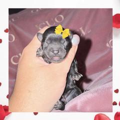 Abby - Black female Shorkie puppy in Midland, Texas from Southern Yorkie Pies