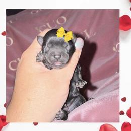 Abby - Black female Shorkie puppy in Midland, Texas from Southern Yorkie Pies