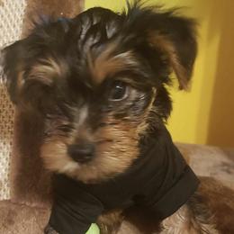 Yorkshire Terriers from Yorkies in Orange Park