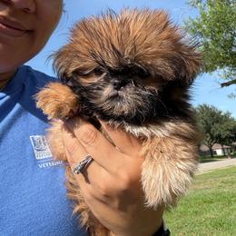 Finch - Red male Shih Tzu puppy in Alice, Texas from Altas Palmas Shih Tzu