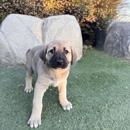 Anatolian Shepherd Dog Puppies from WanderDogs.Co