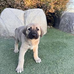 Anatolian Shepherd Dog Puppies from WanderDogs.Co