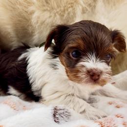 Flint - Chocolate, tan and white male Yorkshire Terrier puppy in Stockton, California from Maranatha Yorkies - Stockton