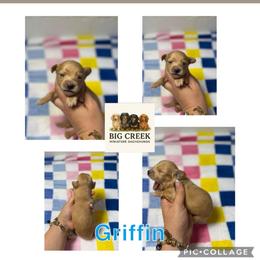 Griffin - Red male Dachshund puppy in Durant, Oklahoma from Big Creek Mini Dachshund