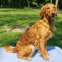 Golden Retrievers from Double D Ranch Golden Retrievers