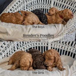 Poodle puppies from Renders Poodles