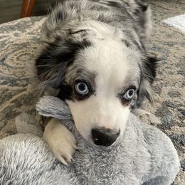 Lacie - Miniature Australian Shepherd