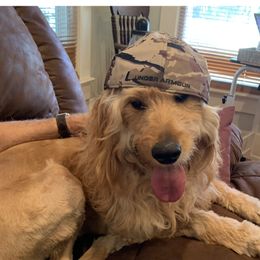 Beagles, Bernedoodles, and Goldendoodles from Deep Creek Beagles and Doodles