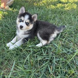 Jasmine - Black and white female Pomsky puppy in Lyons, Nebraska from Goodness Gracious Pomskies