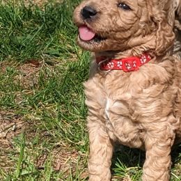 Goldendoodle Puppies from Sunny Doodle Pups