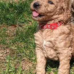 Goldendoodle Puppies from Sunny Doodle Pups