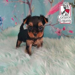 Sophie Baek - Black and tan female Yorkshire Terrier puppy in California from Corazon de gigante