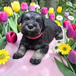 Princess Peach - Black and silver female Miniature Schnauzer puppy in Houston, Texas from Haughton Farm