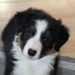 Australian Shepherd and German Shepherd Puppies from REINVENTED.KENNELS