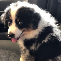 Australian Shepherds from Crosby’s Southern Shepherds