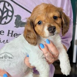 Miss. Pink-3600 - Dapple female Dachshund puppy in Sparr, Florida from From the Heart Doxies
