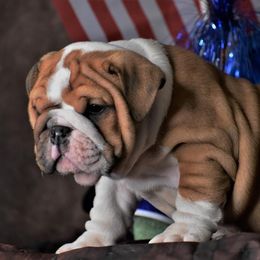 Bulldog Puppies from Dampier Bulldogs Mo