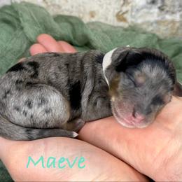 Maeve - Merle female Bernedoodle puppy in Midland, Michigan from Northern Charm Farm