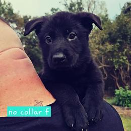 No collar - Black female German Shepherd puppy in Dexter, Missouri from Vom Morris Haus German Shepherds