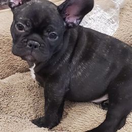 Bulldogs and French Bulldogs from Impressive Bulldogs and French Bulldogs