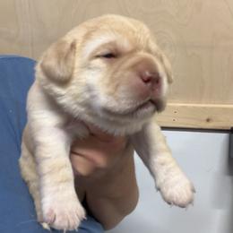 Girl 2 - Yellow female Labrador Retriever puppy in Strafford, New Hampshire from Alley Rock Labradors, LLC