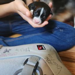 Miniature Australian Shepherd Puppies from Carter's Cuties