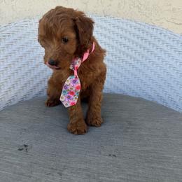 Rufus - Red  male Goldendoodle puppy in Davie, Florida from Daviegoldendoodles