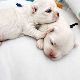 Blue - White male Maltese puppy in Victoville, California from T&C Maltese