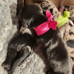 Dachshund Puppies from House of Slinkys