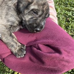 Toadette - Brindle female Irish Wolfhound puppy in Ashland, Ohio from Castle Keep Hounds, LLC