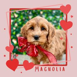 Marigold - Caramel female Australian Labradoodle puppy in Hartshorne, Oklahoma from Jena Edmond