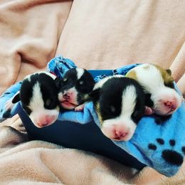 Pembroke Welsh Corgi Puppies from FG's Corgis