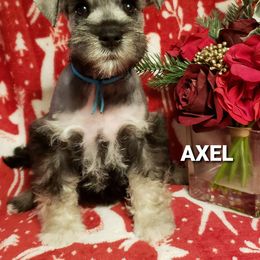 Miniature Schnauzer Puppies from Mountain View Schnauzers