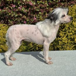Gigi - Black and white female Chinese Crested puppy in Dunn, North Carolina from Coylety Kennel